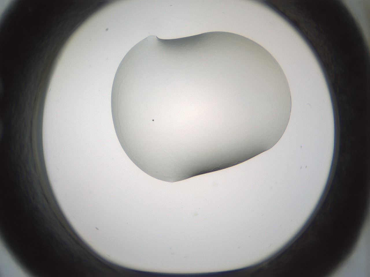 folderID184_plateID1184_batchID3368_wellNum33_profileID1_d1_r65655_ef.jpg