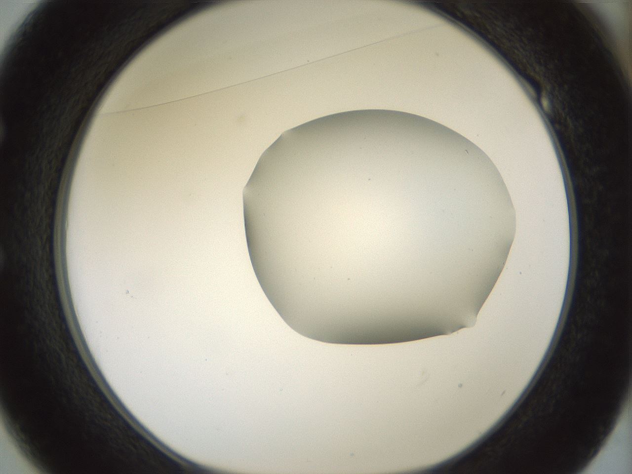 folderID184_plateID1184_batchID3368_wellNum49_profileID1_d1_r65671_ef.jpg