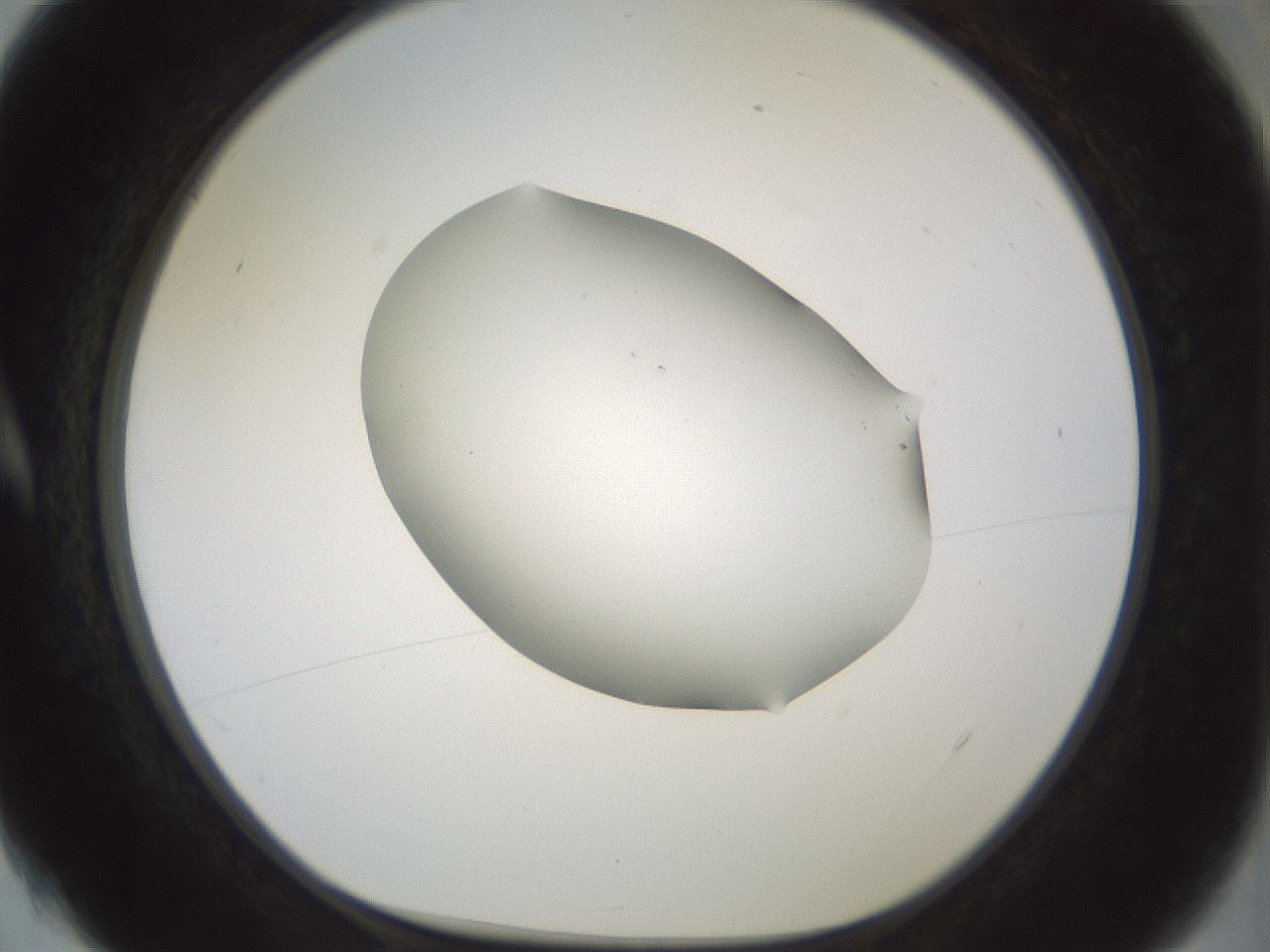 folderID184_plateID1184_batchID3368_wellNum4_profileID1_d1_r65626_ef.jpg
