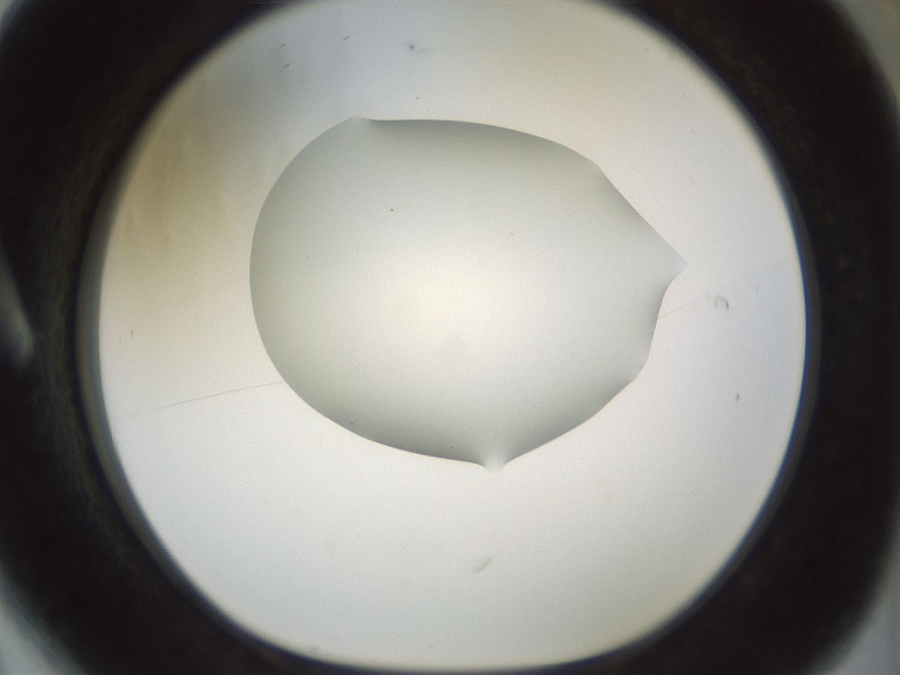 folderID184_plateID1184_batchID3368_wellNum6_profileID1_d1_r65628_ef.jpg