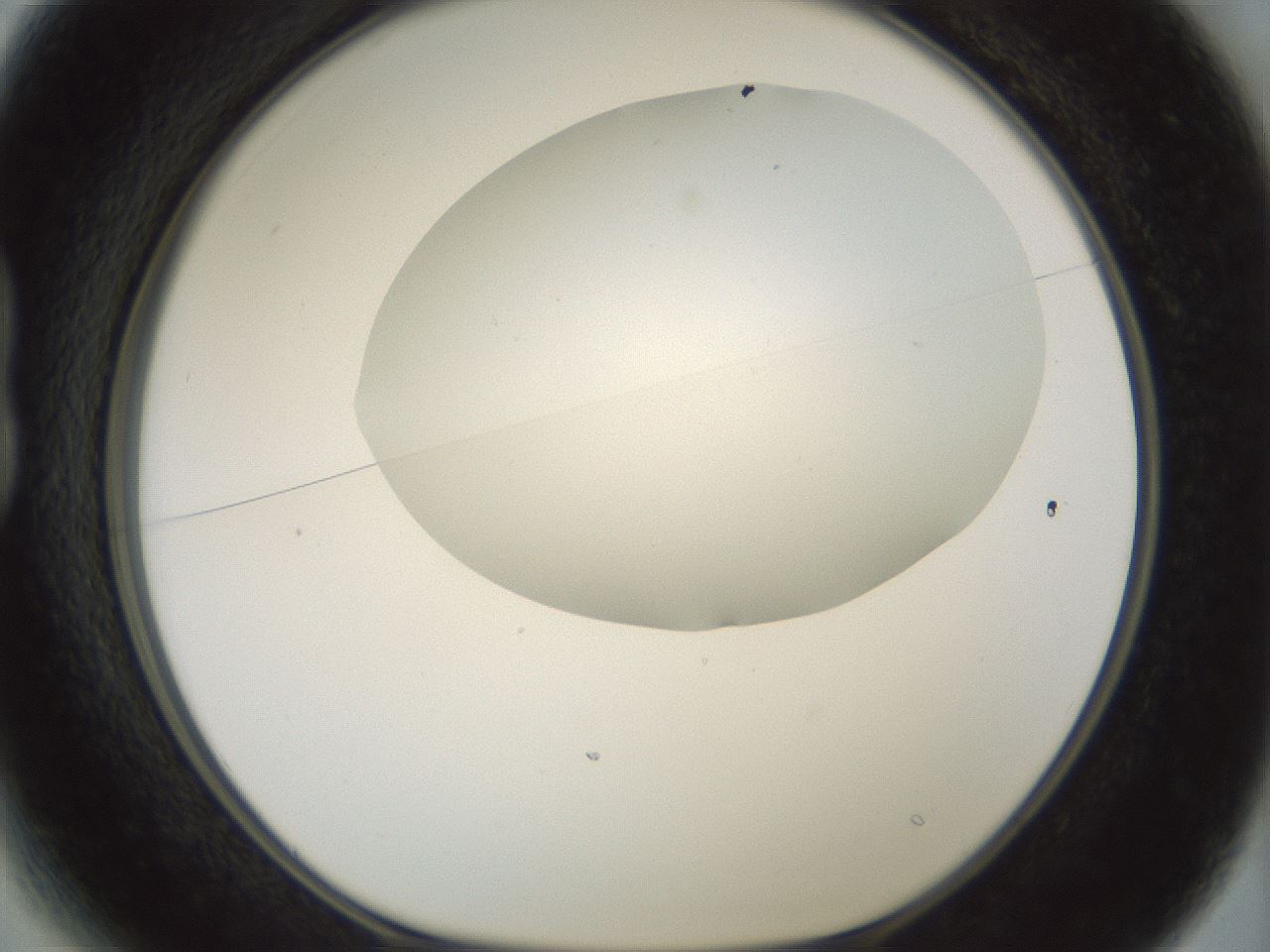 folderID185_plateID1185_batchID3371_wellNum13_profileID1_d1_r65995_ef.jpg