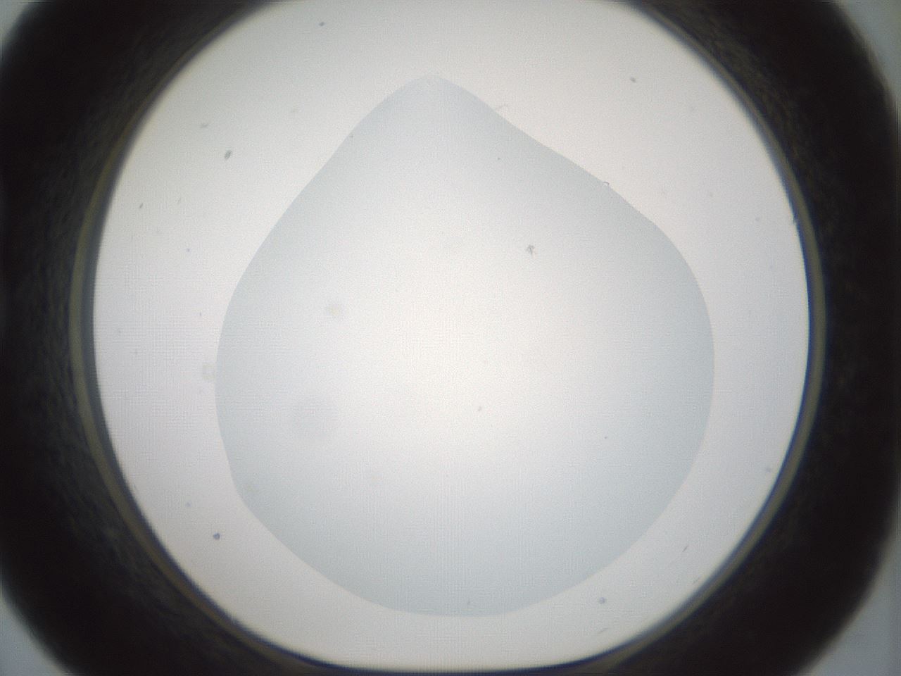 folderID185_plateID1185_batchID3371_wellNum21_profileID1_d1_r66003_ef.jpg