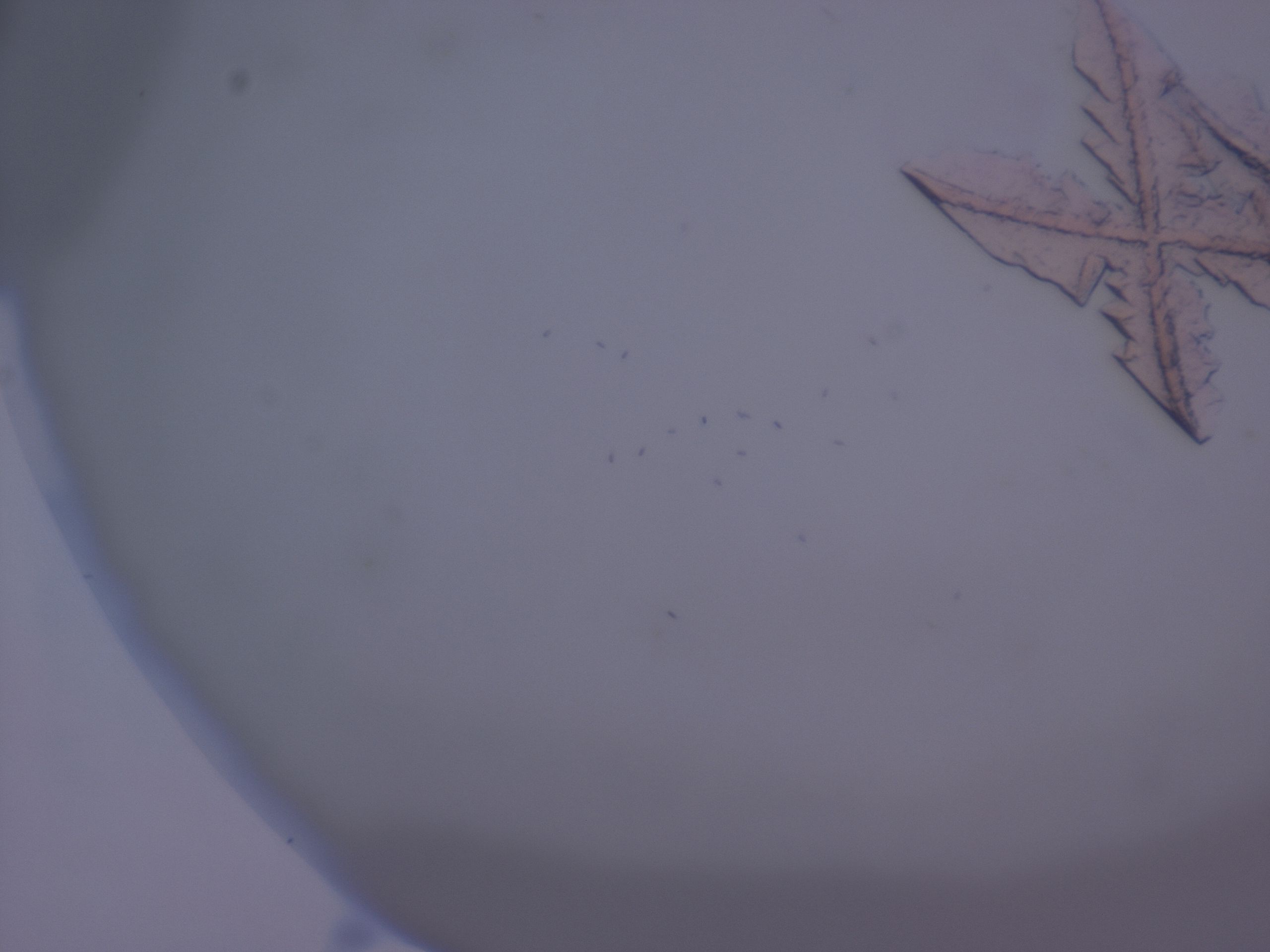 02ni_B4_HighResolution_8.jpg