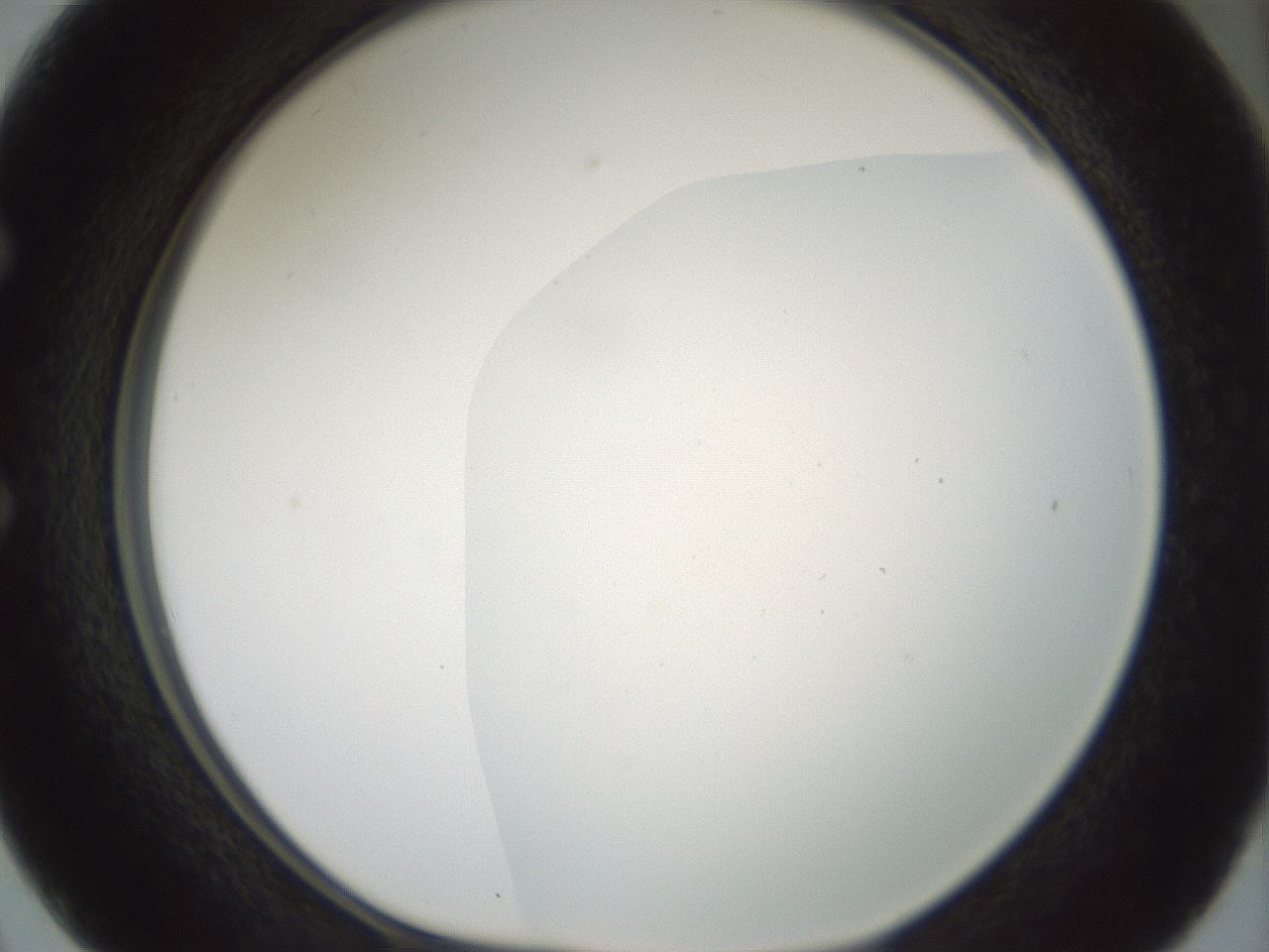 folderID185_plateID1185_batchID3371_wellNum50_profileID1_d1_r66032_ef.jpg