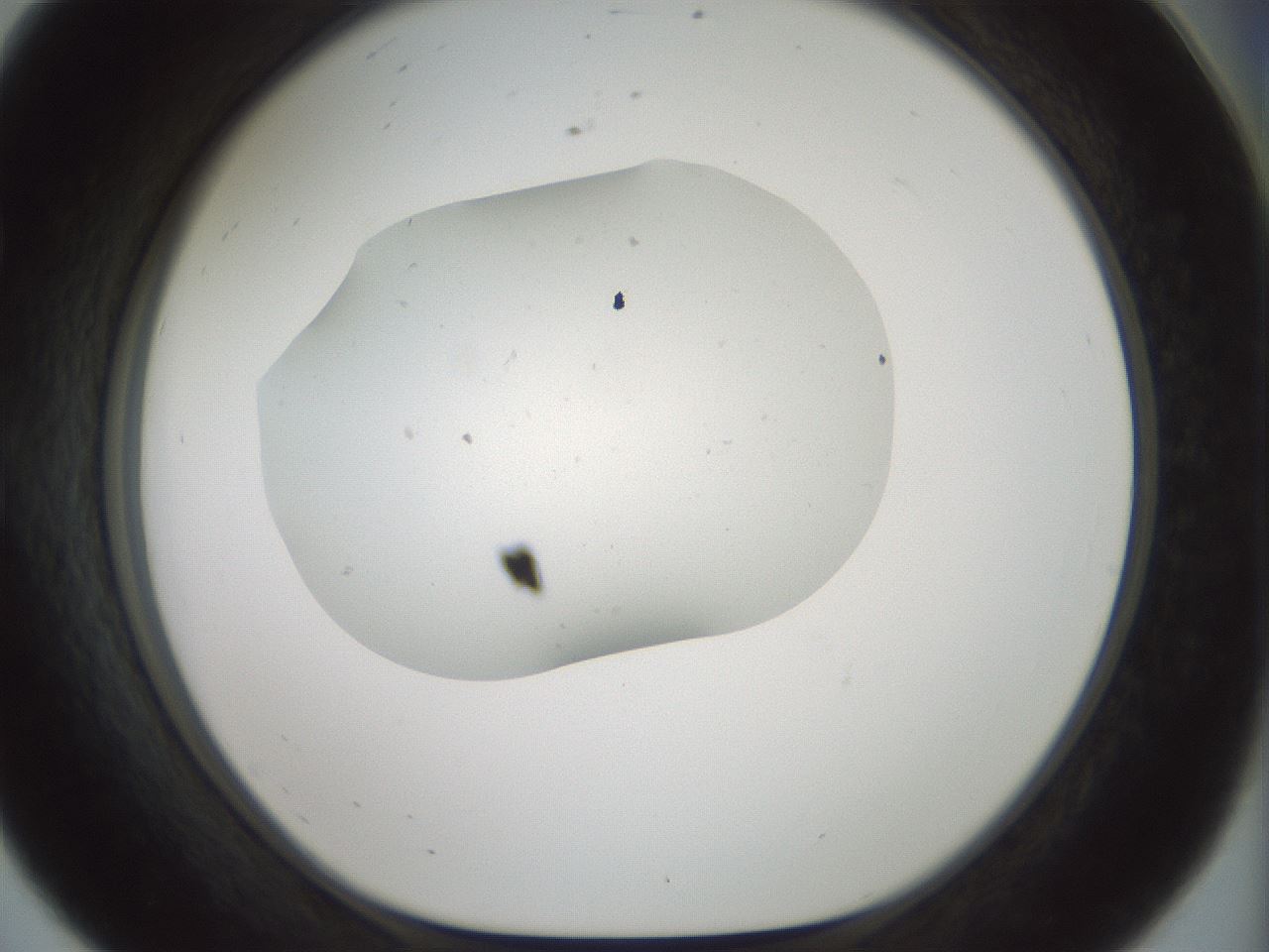 folderID185_plateID1185_batchID3371_wellNum56_profileID1_d1_r66038_ef.jpg