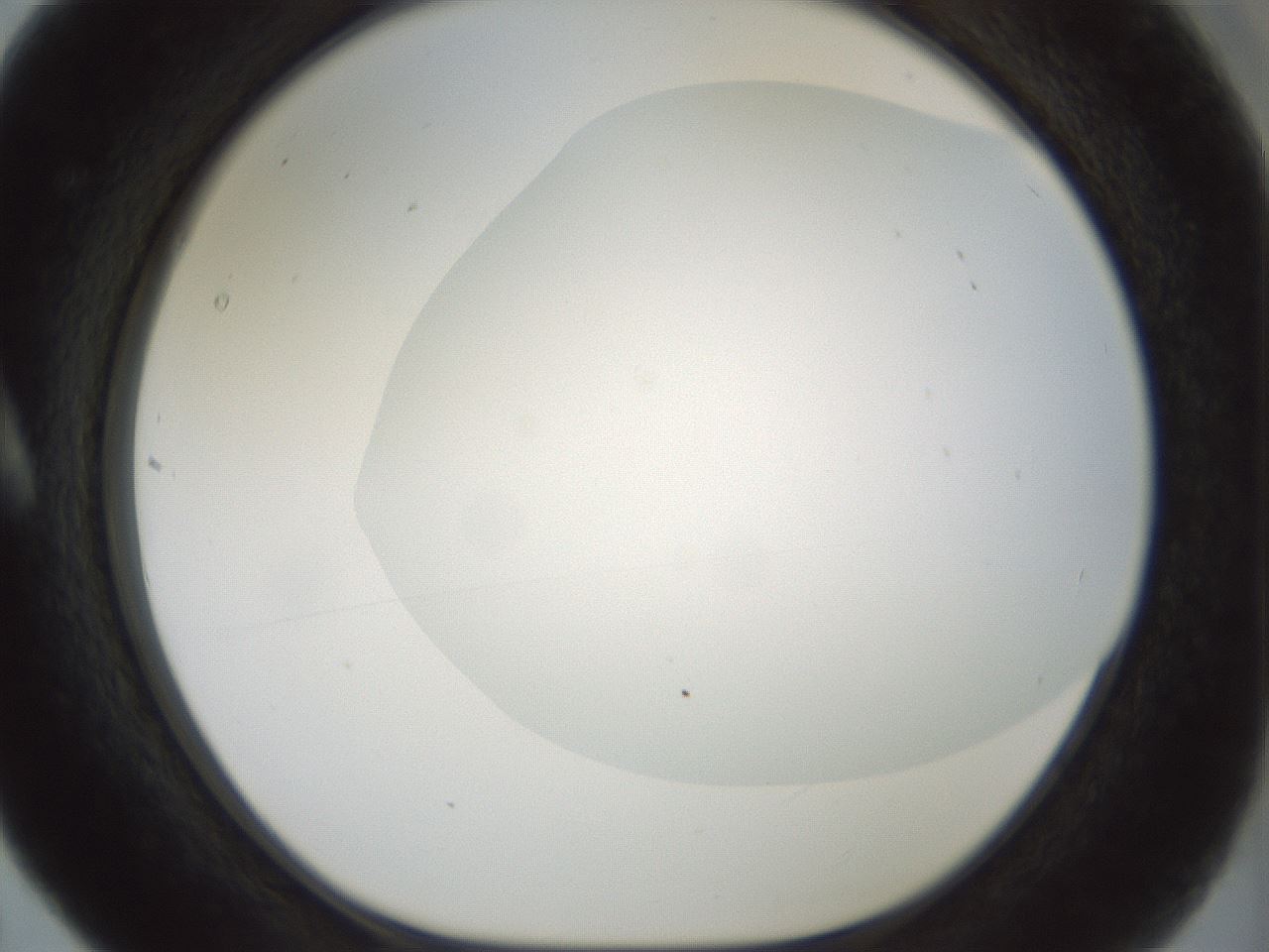 folderID185_plateID1185_batchID3371_wellNum5_profileID1_d1_r65987_ef.jpg