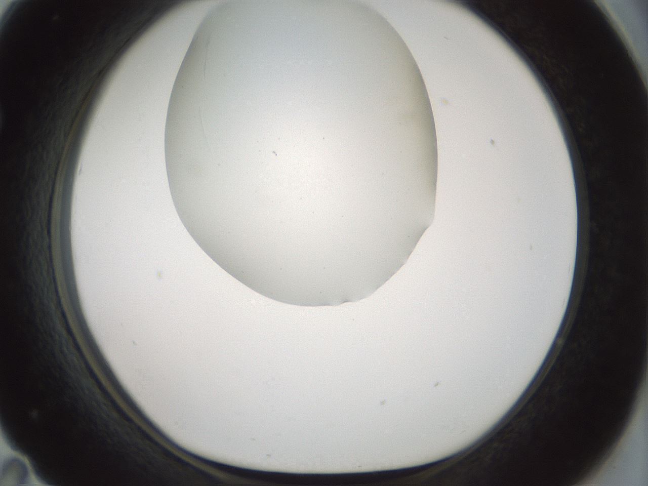 folderID185_plateID1185_batchID3371_wellNum71_profileID1_d1_r66053_ef.jpg
