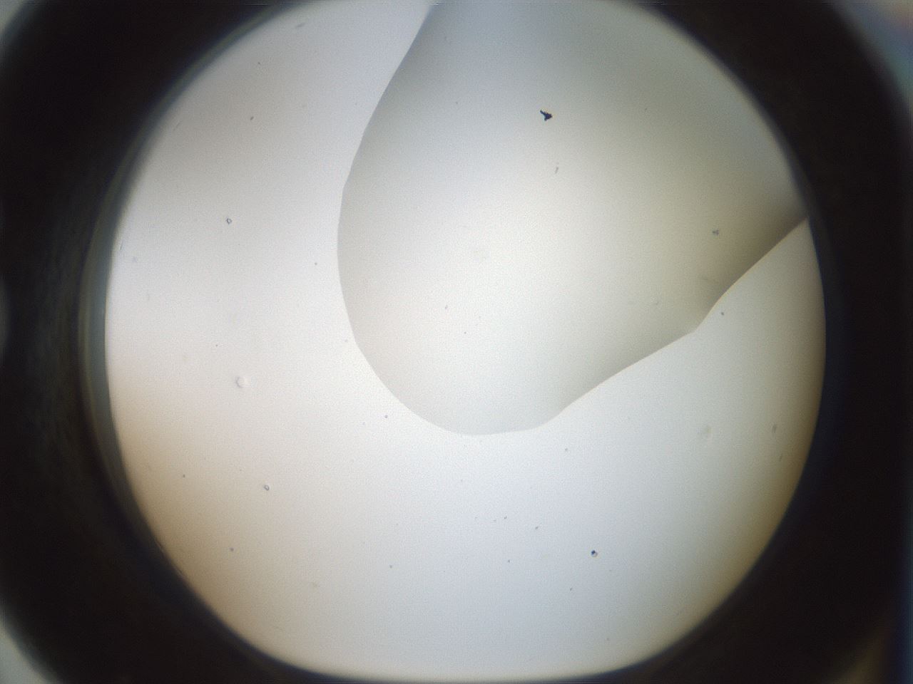folderID185_plateID1185_batchID3371_wellNum79_profileID1_d1_r66061_ef.jpg