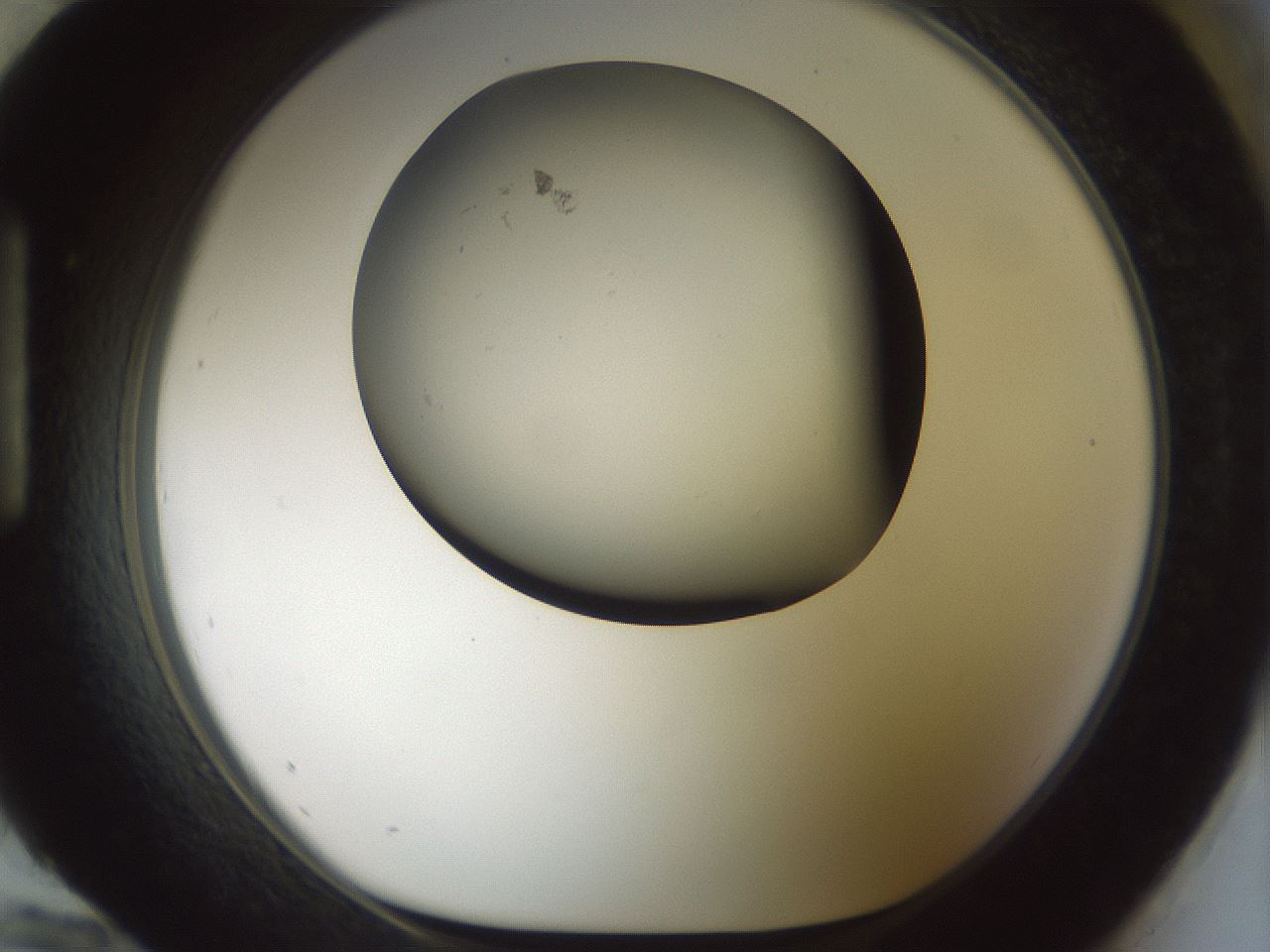 folderID185_plateID1185_batchID3371_wellNum96_profileID1_d1_r66078_ef.jpg