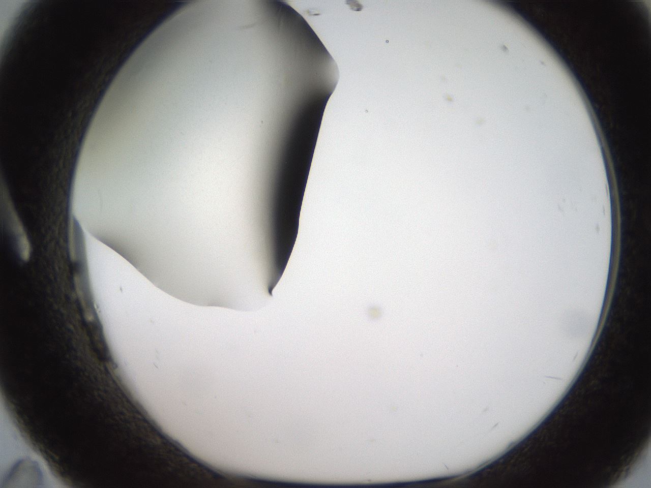 folderID185_plateID2185_batchID9951_wellNum11_profileID1_d1_r147841_ef.jpg