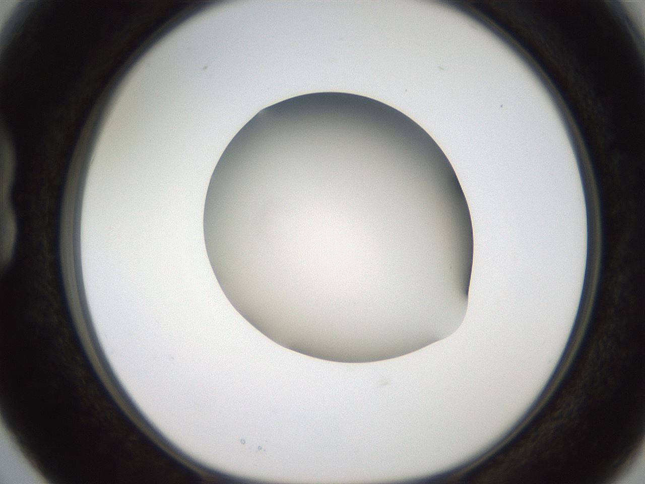 folderID185_plateID2185_batchID9951_wellNum15_profileID1_d1_r147845_ef.jpg