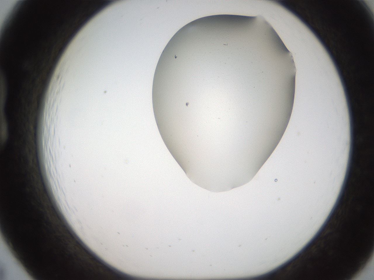 folderID185_plateID2185_batchID9951_wellNum19_profileID1_d1_r147849_ef.jpg