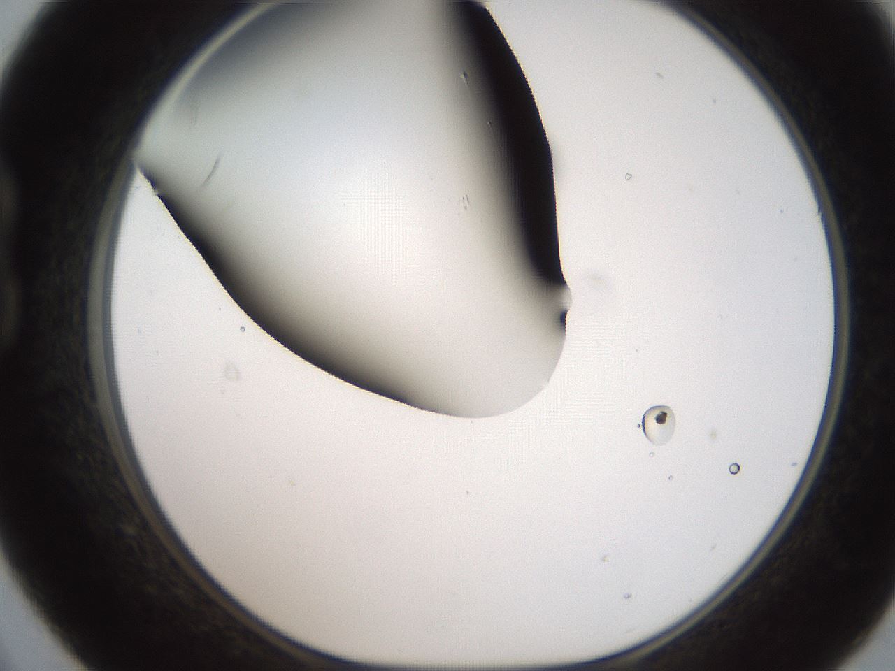 folderID185_plateID2185_batchID9951_wellNum21_profileID1_d1_r147851_ef.jpg