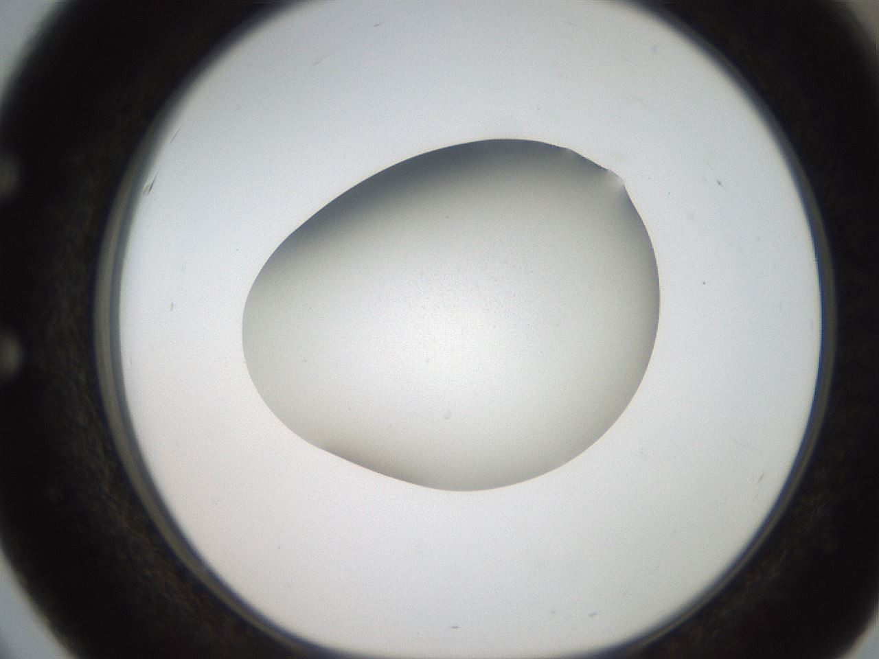 folderID185_plateID2185_batchID9951_wellNum51_profileID1_d1_r147881_ef.jpg