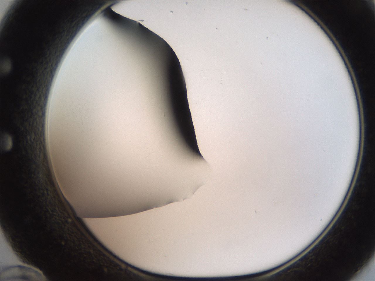 folderID185_plateID2185_batchID9951_wellNum60_profileID1_d1_r147890_ef.jpg