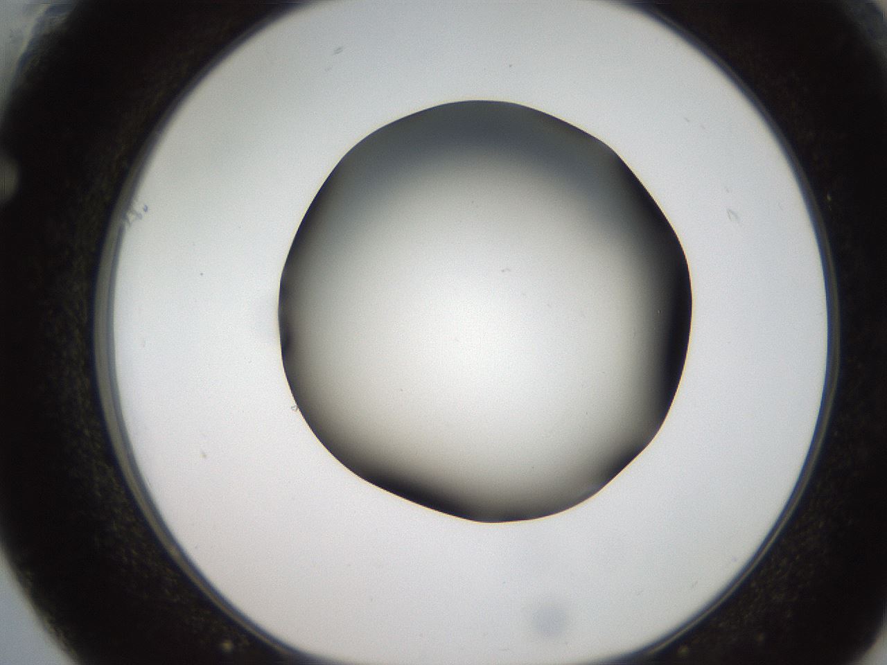 folderID185_plateID2185_batchID9951_wellNum61_profileID1_d1_r147891_ef.jpg
