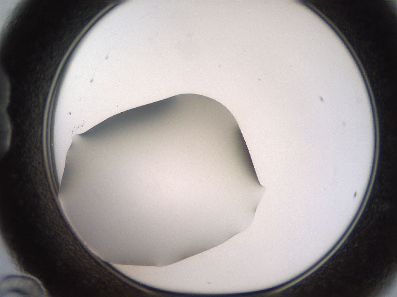 folderID185_plateID2185_batchID9951_wellNum24_profileID1_d1_r147854_ef.jpg