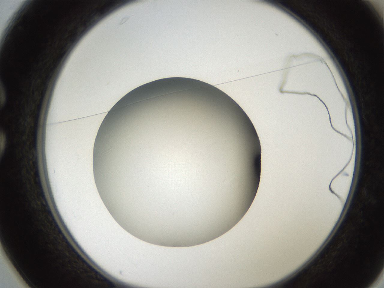 folderID185_plateID2185_batchID9951_wellNum25_profileID1_d1_r147855_ef.jpg