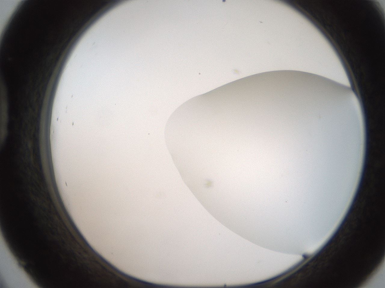 folderID185_plateID2185_batchID9951_wellNum45_profileID1_d1_r147875_ef.jpg