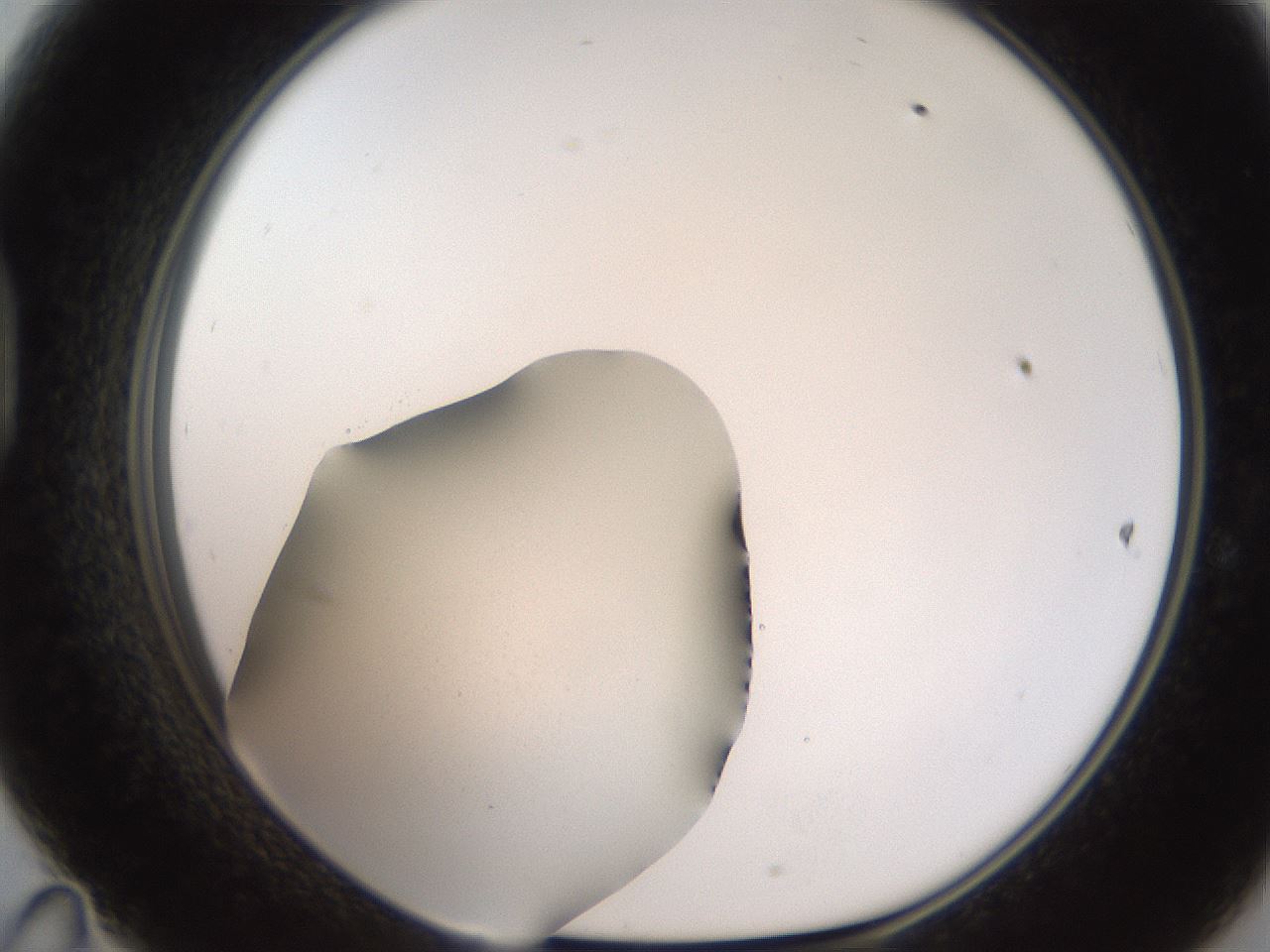 folderID185_plateID2185_batchID9951_wellNum47_profileID1_d1_r147877_ef.jpg