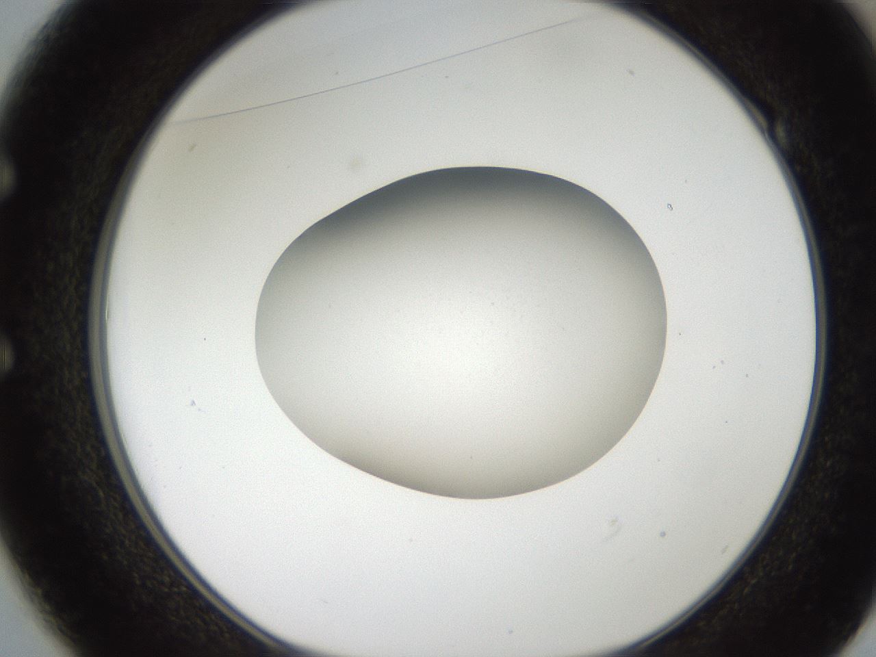 folderID185_plateID2185_batchID9951_wellNum49_profileID1_d1_r147879_ef.jpg