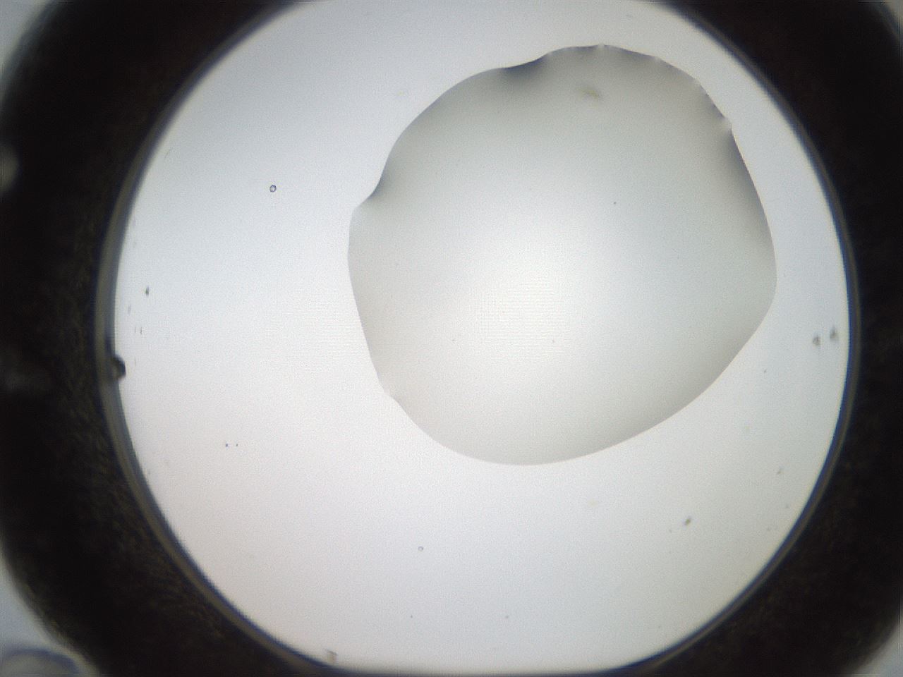folderID185_plateID2185_batchID9951_wellNum70_profileID1_d1_r147900_ef.jpg