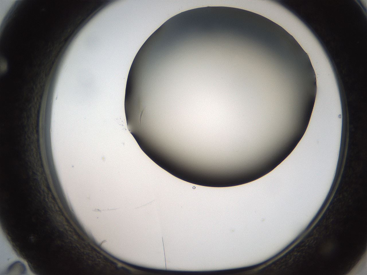 folderID185_plateID2185_batchID9951_wellNum71_profileID1_d1_r147901_ef.jpg