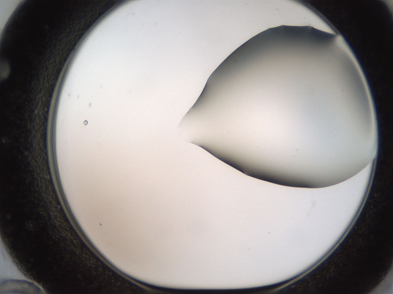folderID185_plateID2185_batchID9951_wellNum72_profileID1_d1_r147902_ef.jpg