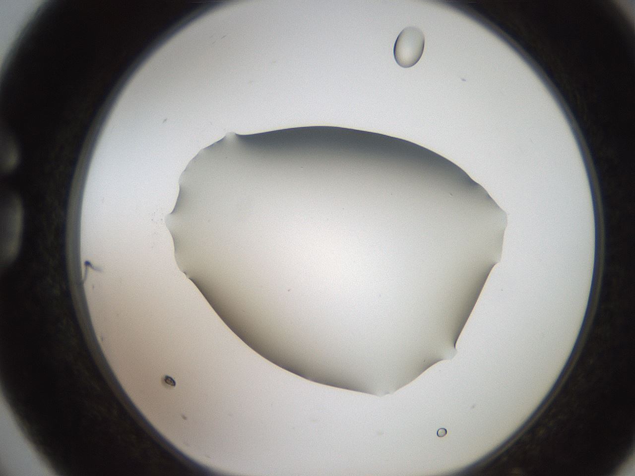 folderID185_plateID2185_batchID9951_wellNum75_profileID1_d1_r147905_ef.jpg