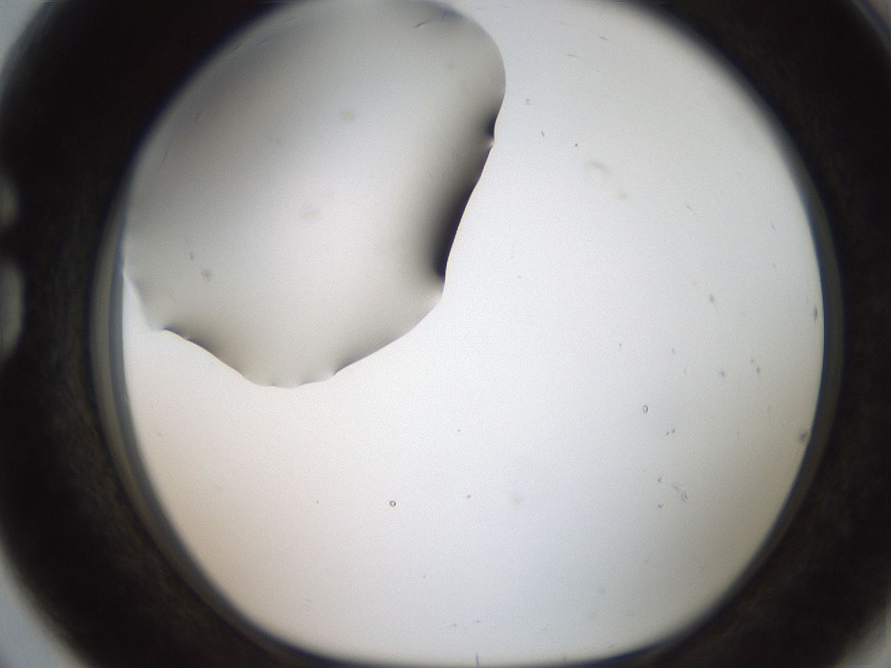 folderID185_plateID2185_batchID9951_wellNum80_profileID1_d1_r147910_ef.jpg