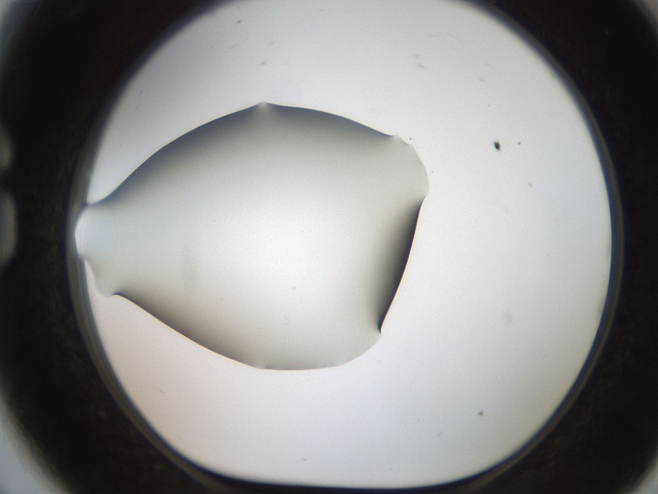 folderID185_plateID2185_batchID9951_wellNum81_profileID1_d1_r147911_ef.jpg