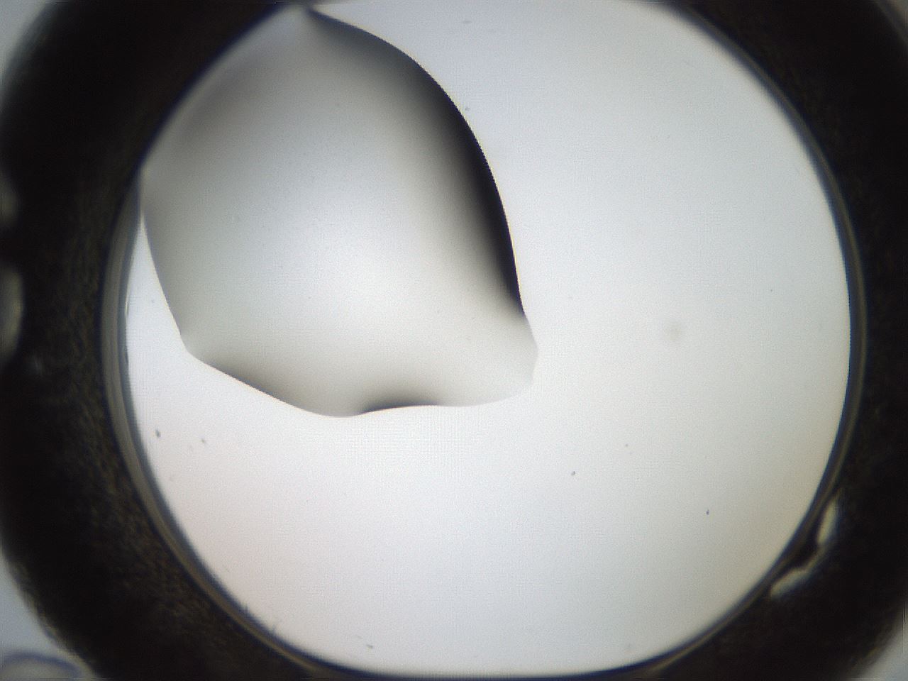 folderID185_plateID2185_batchID9951_wellNum82_profileID1_d1_r147912_ef.jpg