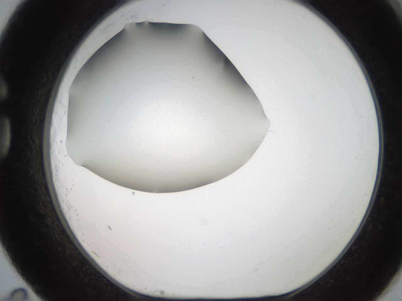 folderID185_plateID2185_batchID9951_wellNum83_profileID1_d1_r147913_ef.jpg