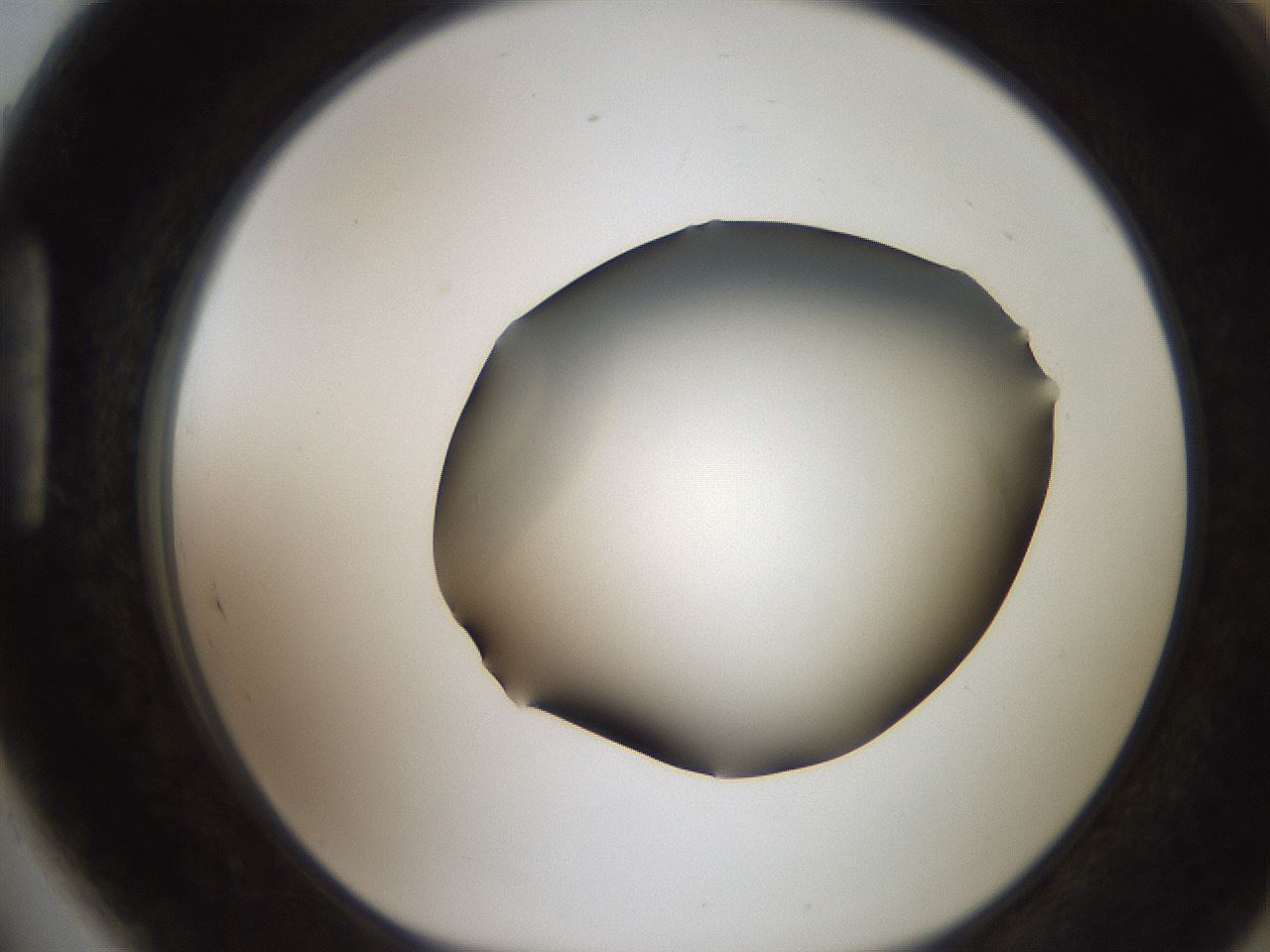 folderID185_plateID2185_batchID9951_wellNum89_profileID1_d1_r147919_ef.jpg
