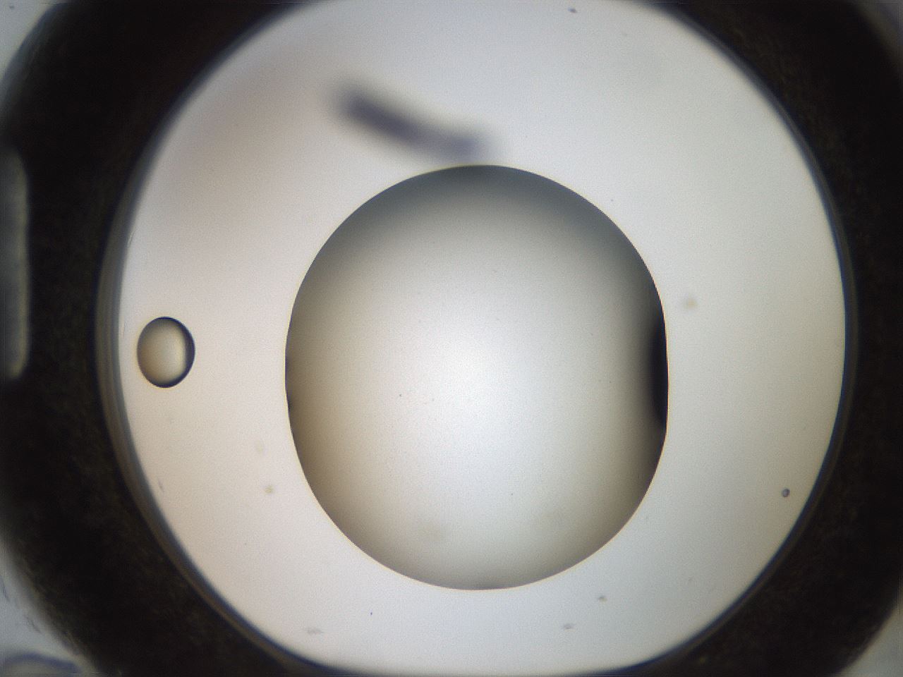 folderID185_plateID2185_batchID9951_wellNum94_profileID1_d1_r147924_ef.jpg
