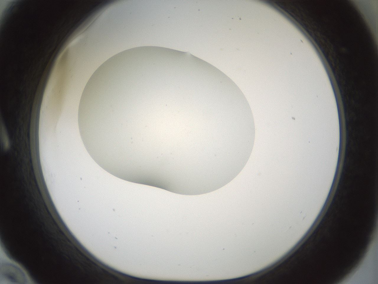 folderID186_plateID1186_batchID3358_wellNum10_profileID1_d1_r65128_ef.jpg