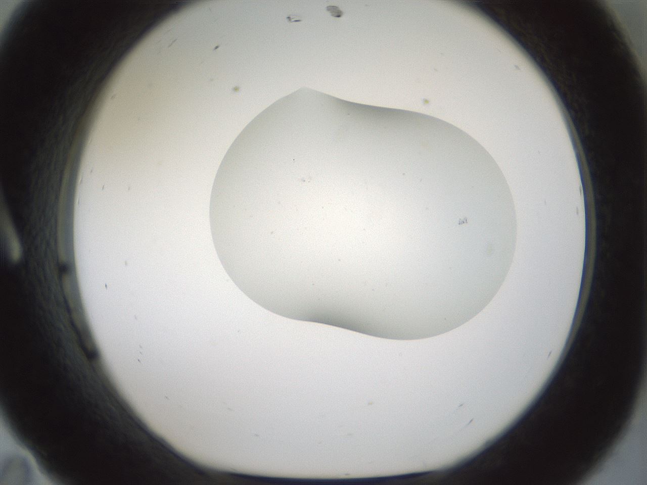 folderID186_plateID1186_batchID3358_wellNum11_profileID1_d1_r65129_ef.jpg