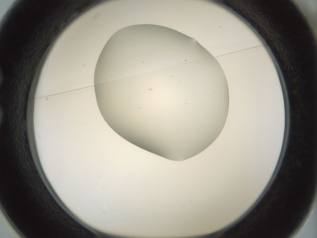 folderID186_plateID1186_batchID3358_wellNum25_profileID1_d1_r65143_ef.jpg