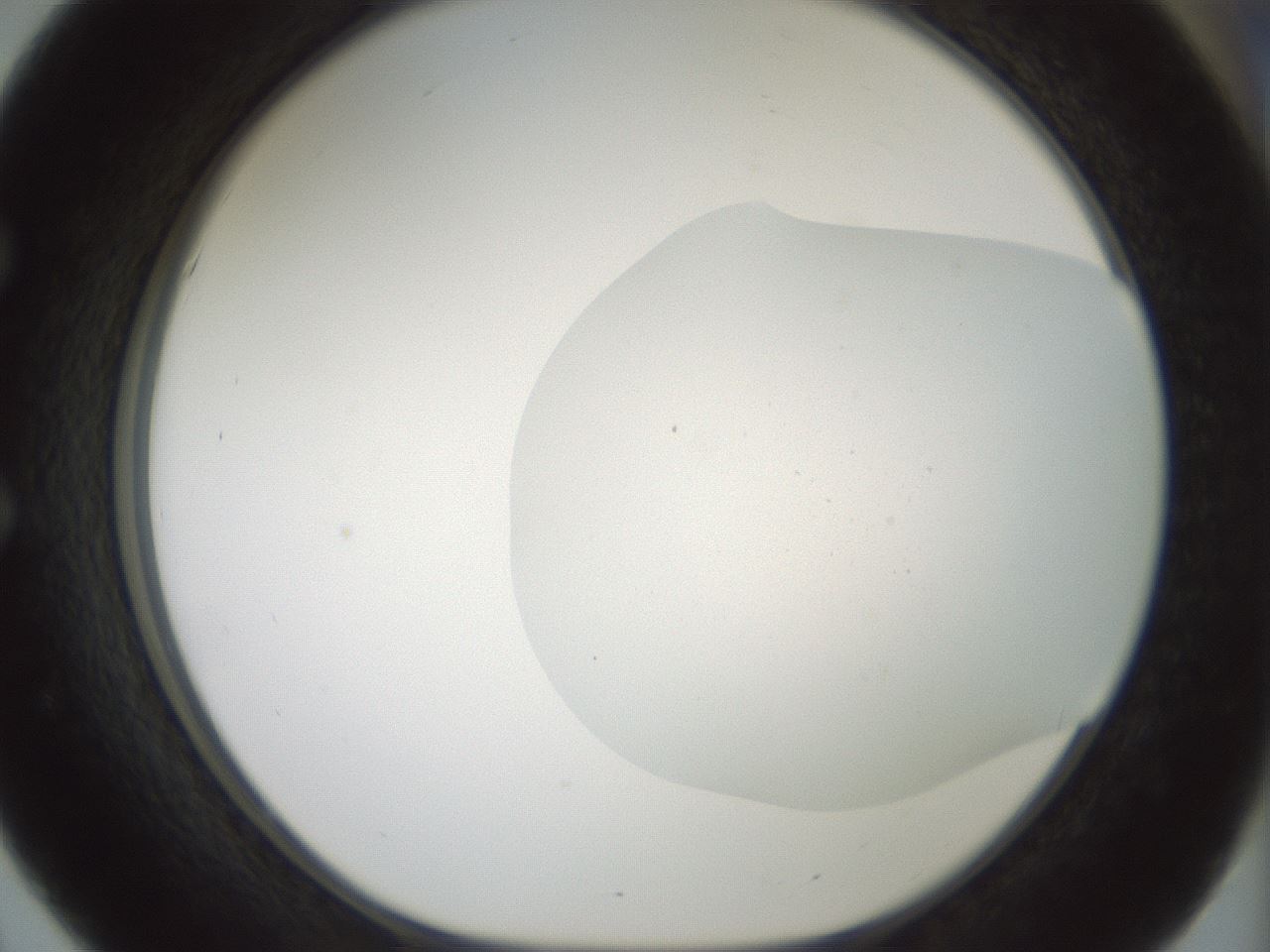 folderID185_plateID1185_batchID3371_wellNum51_profileID1_d1_r66033_ef.jpg