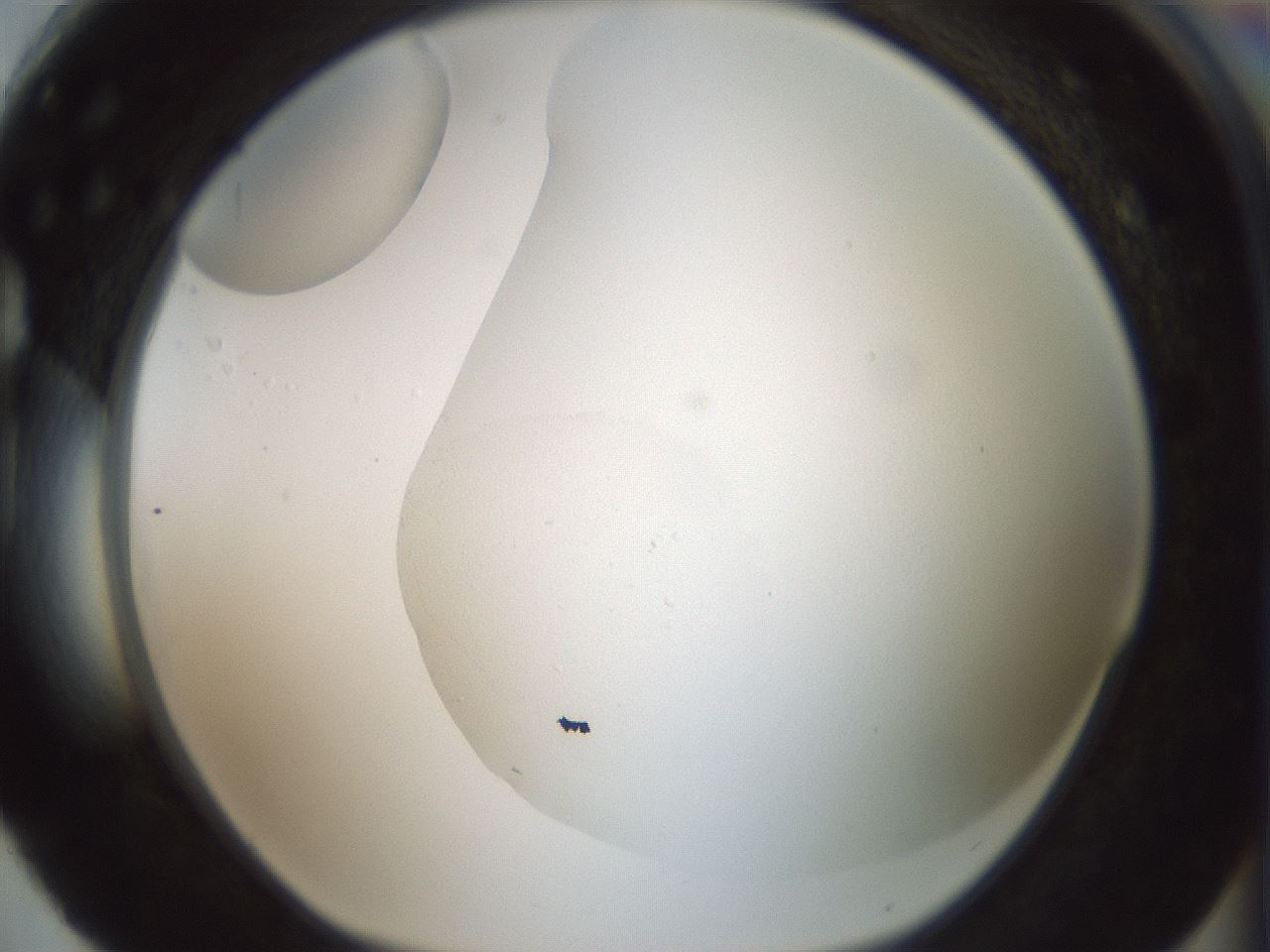 folderID185_plateID1185_batchID3371_wellNum88_profileID1_d1_r66070_ef.jpg