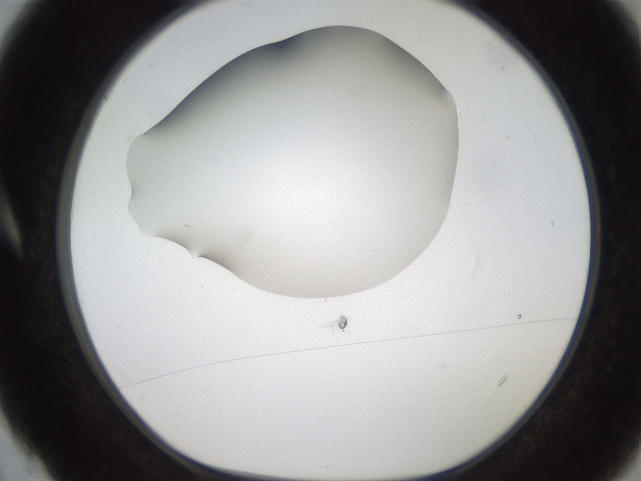 folderID185_plateID2185_batchID9951_wellNum4_profileID1_d1_r147834_ef.jpg