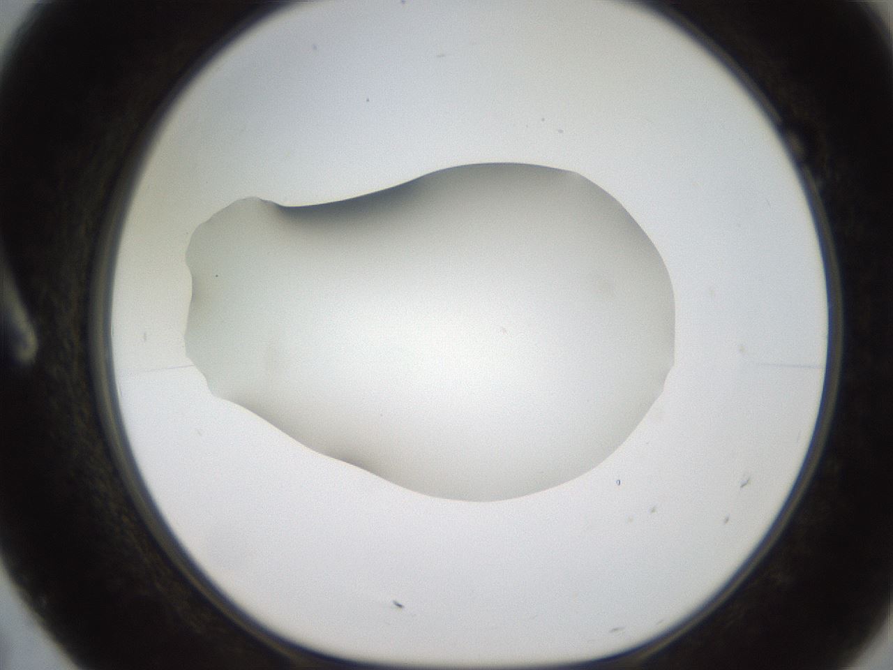 folderID185_plateID2185_batchID9951_wellNum7_profileID1_d1_r147837_ef.jpg