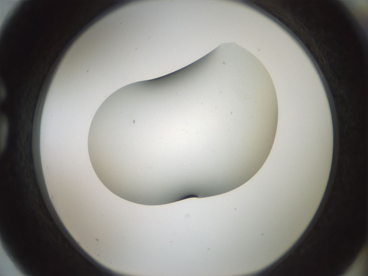 folderID186_plateID1186_batchID3358_wellNum75_profileID1_d1_r65193_ef.jpg