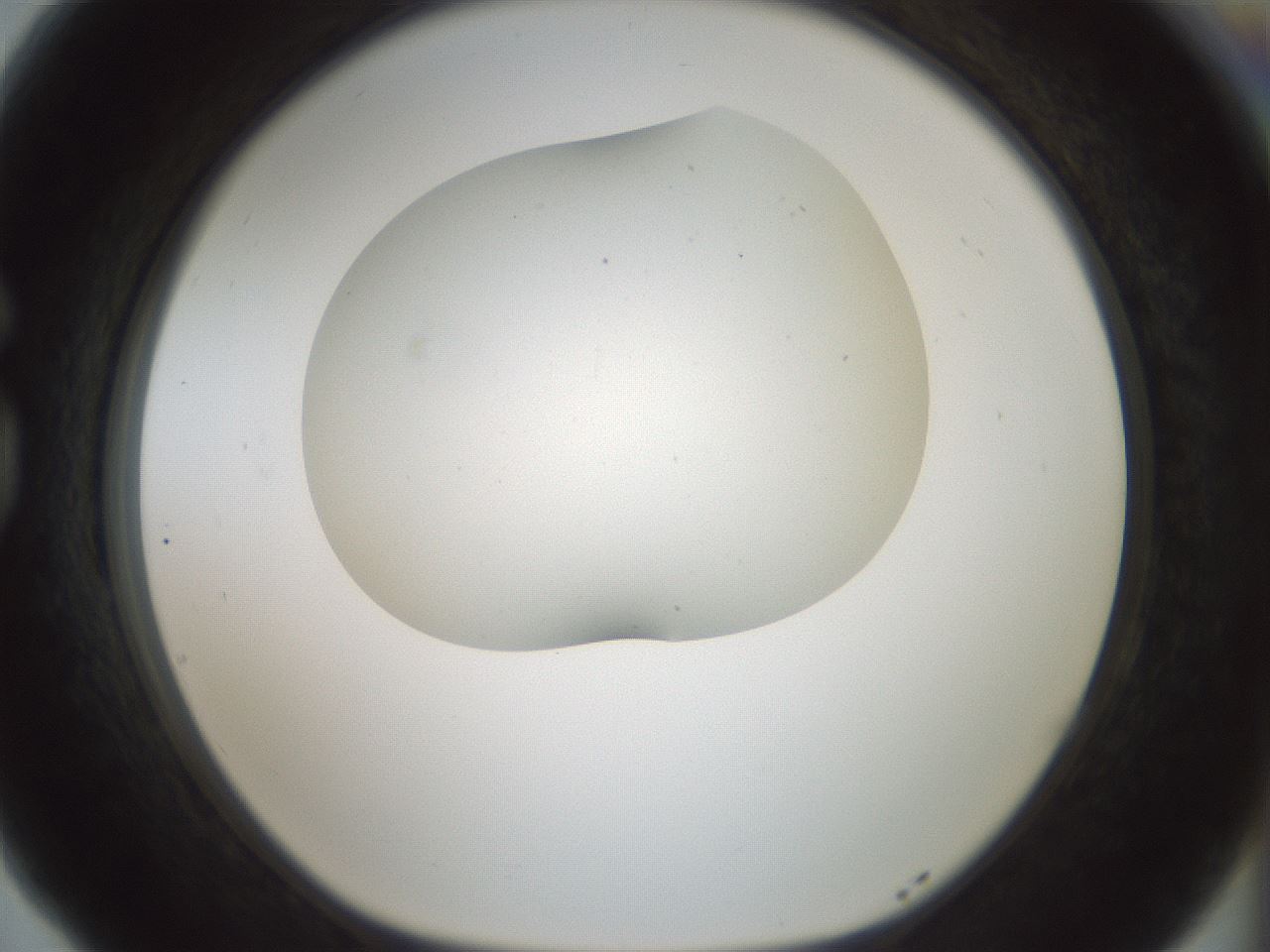 folderID186_plateID1186_batchID3358_wellNum77_profileID1_d1_r65195_ef.jpg