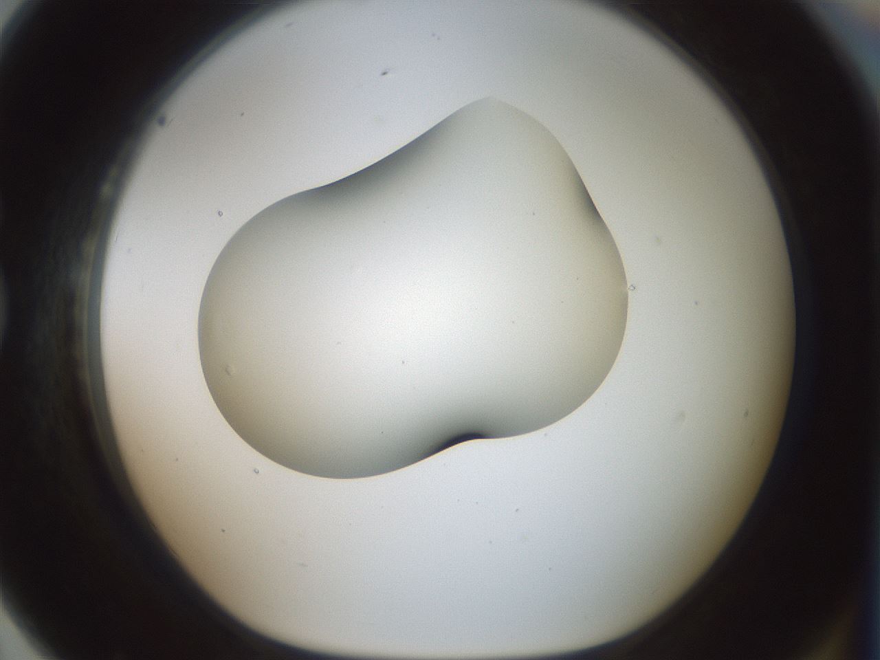 folderID186_plateID1186_batchID3358_wellNum79_profileID1_d1_r65197_ef.jpg