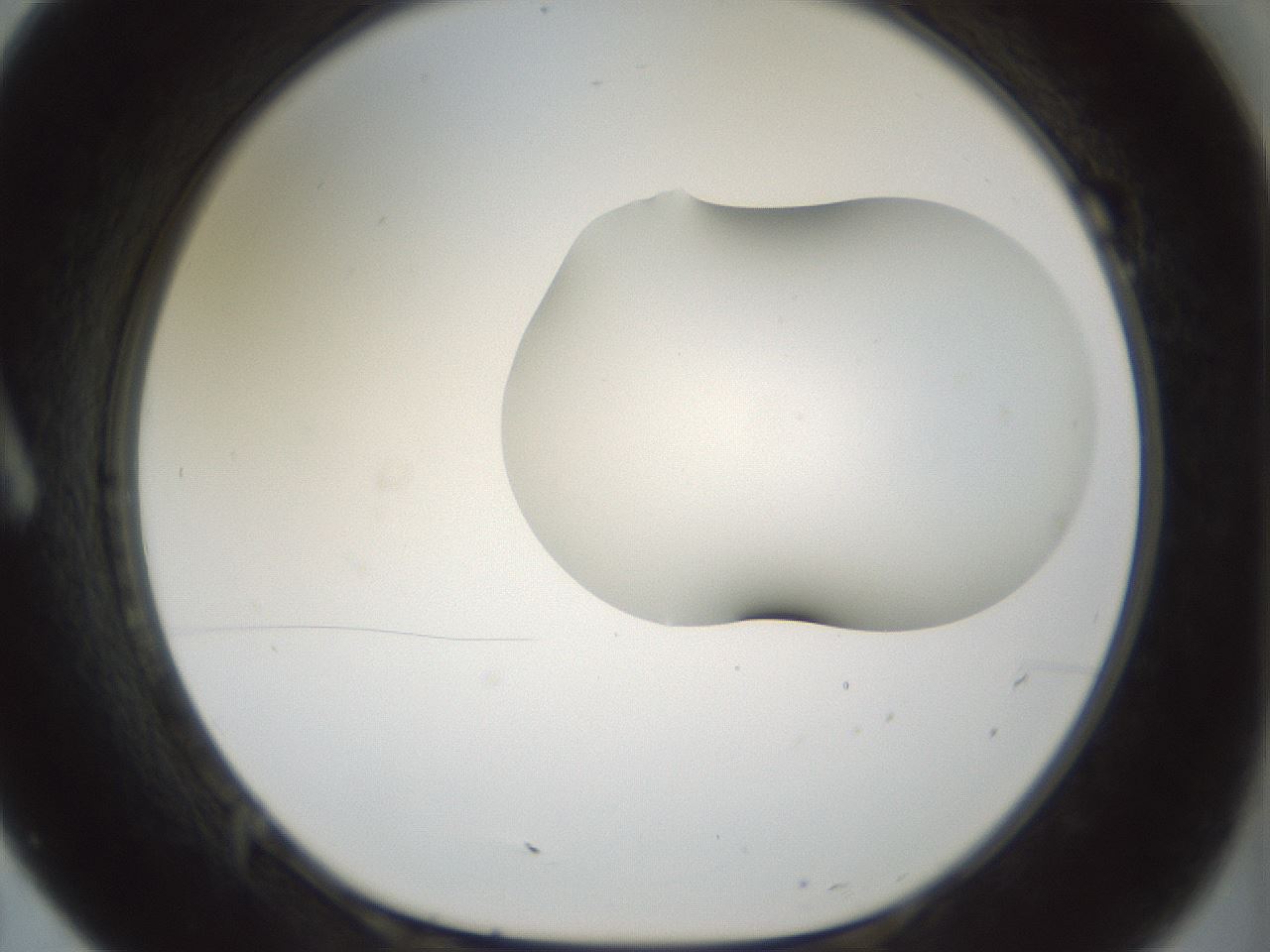folderID186_plateID1186_batchID3358_wellNum7_profileID1_d1_r65125_ef.jpg