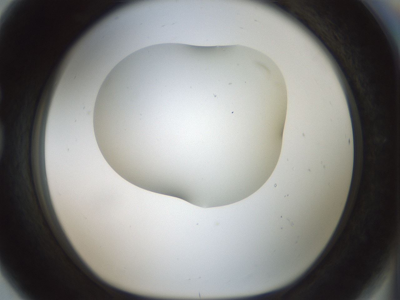 folderID186_plateID1186_batchID3358_wellNum80_profileID1_d1_r65198_ef.jpg