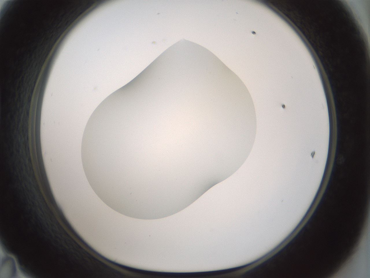 folderID186_plateID1186_batchID3358_wellNum47_profileID1_d1_r65165_ef.jpg