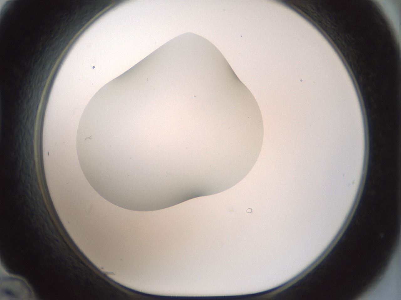 folderID186_plateID1186_batchID3358_wellNum48_profileID1_d1_r65166_ef.jpg