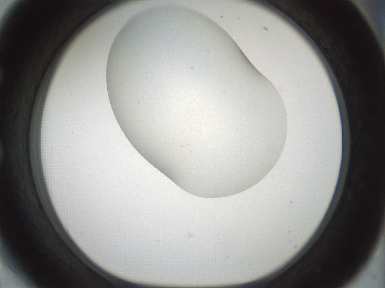 folderID186_plateID1186_batchID3358_wellNum54_profileID1_d1_r65172_ef.jpg